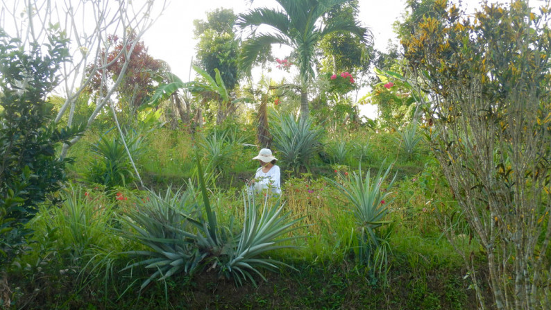 Angka Gardens, 4650 sqm, Tabanan, Bali