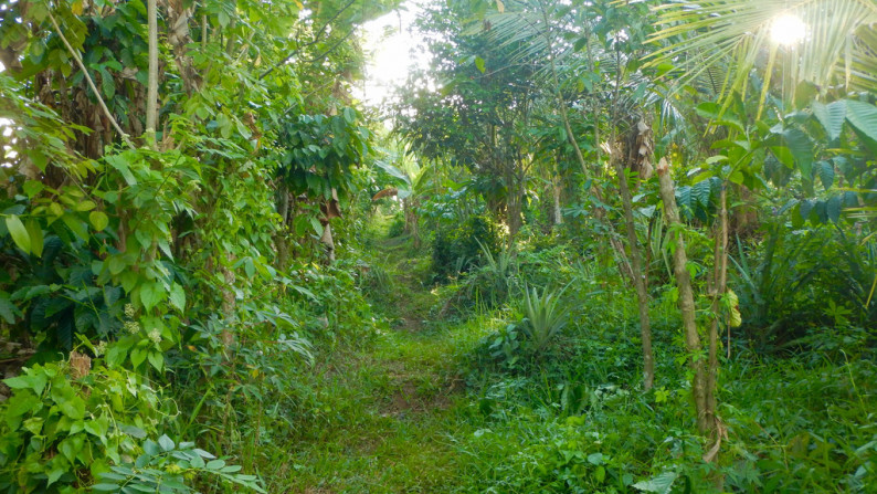 Angka Gardens, 4650 sqm, Tabanan, Bali