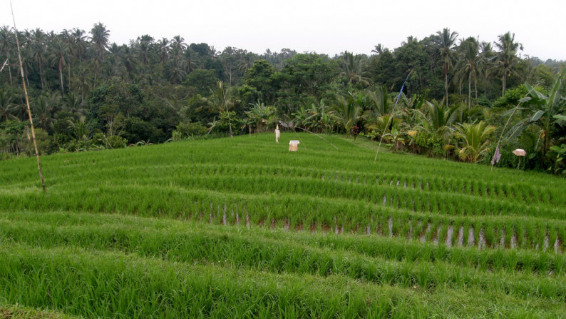 Angka Gardens, 4650 sqm, Tabanan, Bali