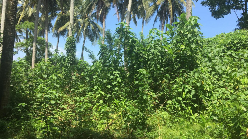 Freehold land 1000 sqm in Antap Tabanan at tidal lagoon