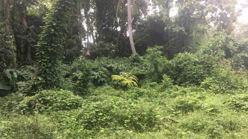 Freehold Riverside land 2100 sqm, Near Ocean in Traditional Village Beraban Tabanan