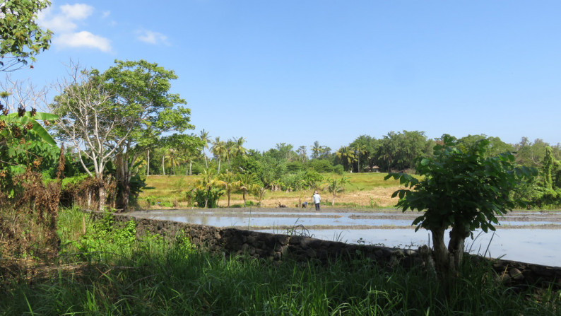 1800 Sqm Land Freehold In Tanah Lot