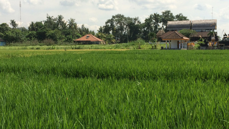 Freehold Land For Sale In Kedungu  With Rice Field Views