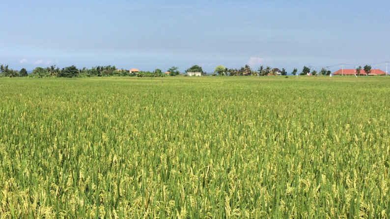 Freehold Land For Sale In Kedungu  With Rice Field Views