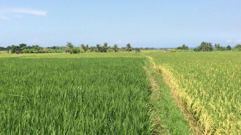 Freehold Land For Sale In Kedungu  With Rice Field Views