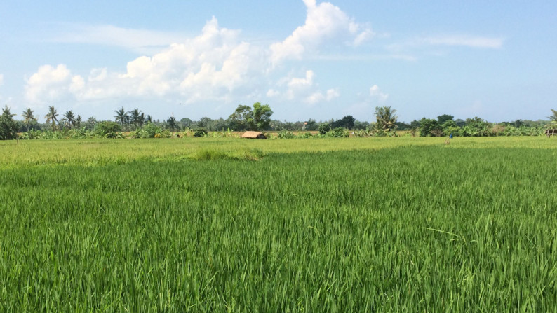 Freehold Land For Sale In Kedungu  With Rice Field Views