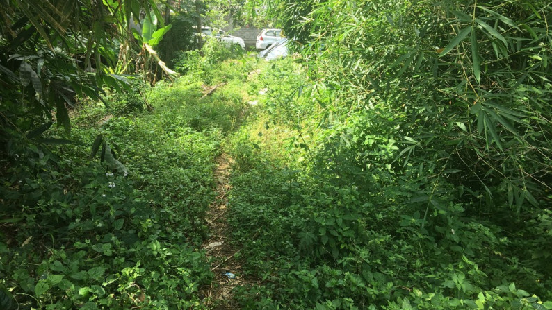 Land Freehold 5050 Sqm In Tabanan