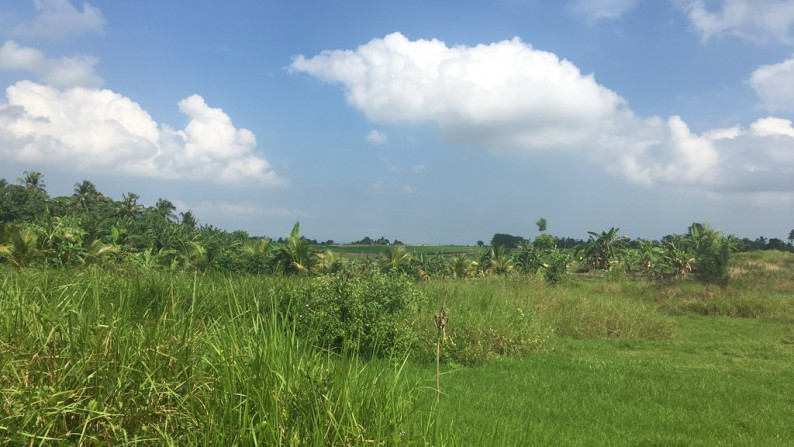 Land Freehold 5050 Sqm In Tabanan