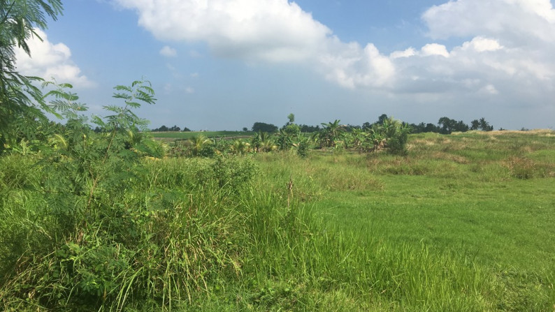 Land Freehold 5050 Sqm In Tabanan