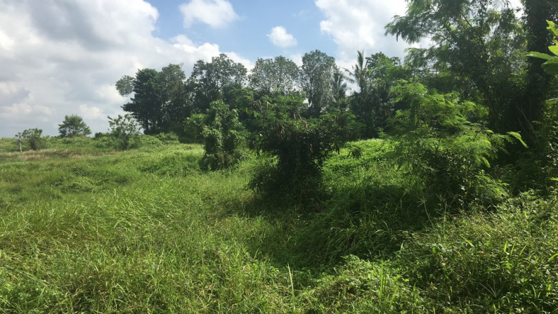 Land Freehold 5050 Sqm In Tabanan