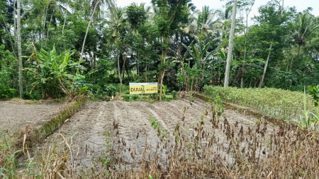 Sawah hanya 100 meter dari Jl.Kaliurang - Sleman