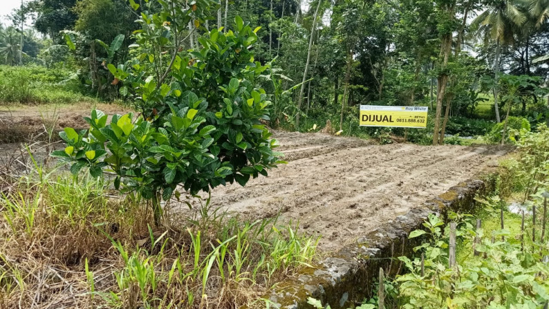 Sawah hanya 100 meter dari Jl.Kaliurang - Sleman