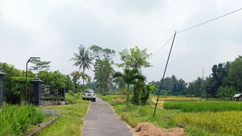 Sawah dekat Raminten, Jl.Kaliurang km.17- Sleman