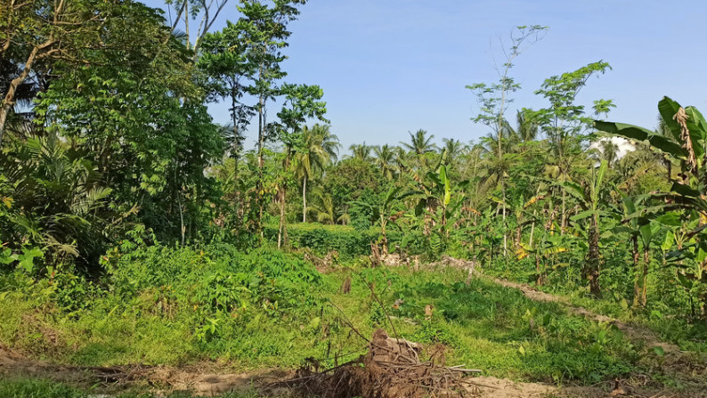 TANAH SAWAH DI KRAGAN, MOROREJO, TEMPEL