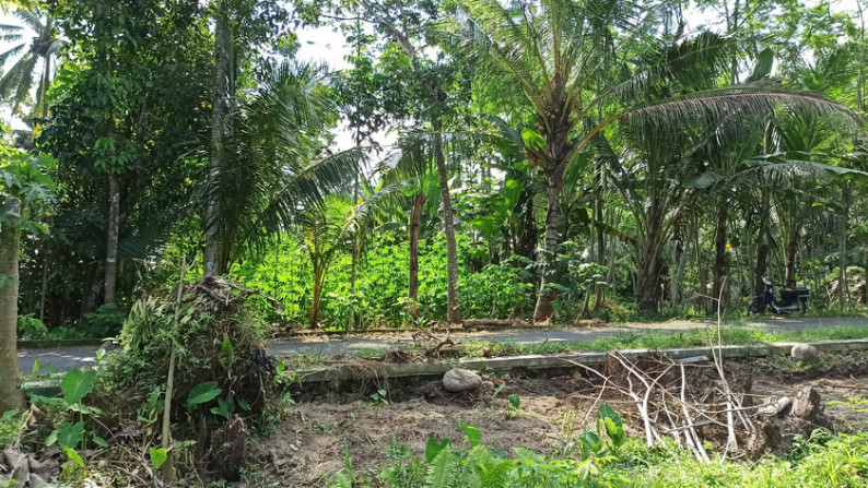 TANAH SAWAH DI KRAGAN, MOROREJO, TEMPEL