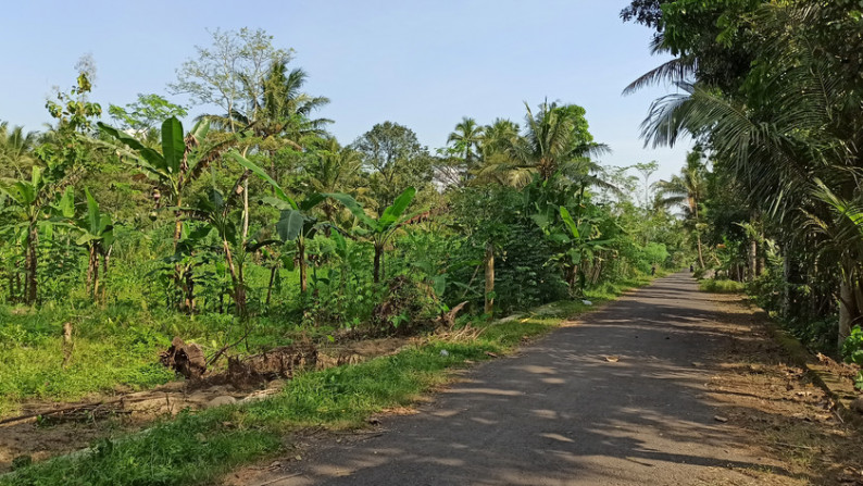 TANAH SAWAH DI KRAGAN, MOROREJO, TEMPEL