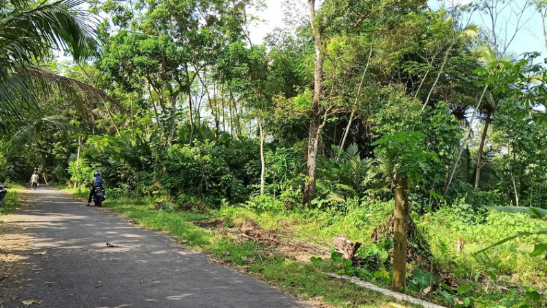 TANAH SAWAH DI KRAGAN, MOROREJO, TEMPEL