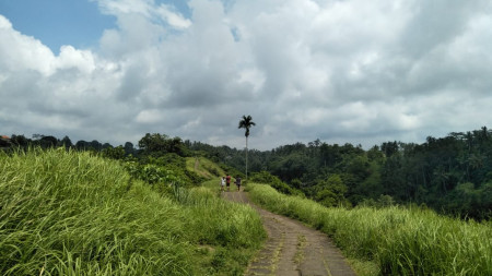 Land Freehold 26000 Sqm in Campuan Ubud