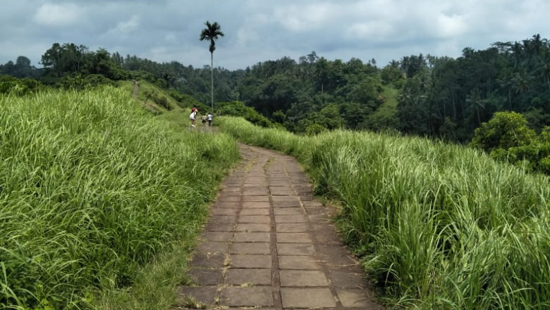 Land Freehold 26000 Sqm in Campuan Ubud