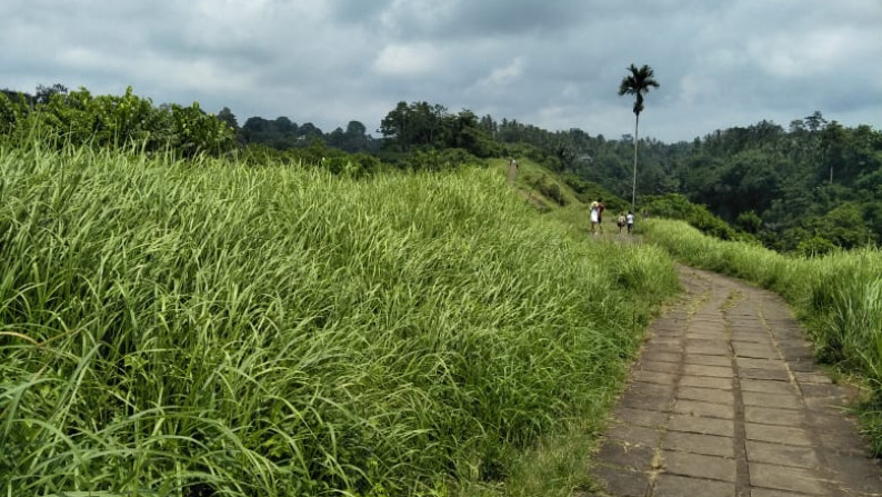 Land Freehold 26000 Sqm in Campuan Ubud